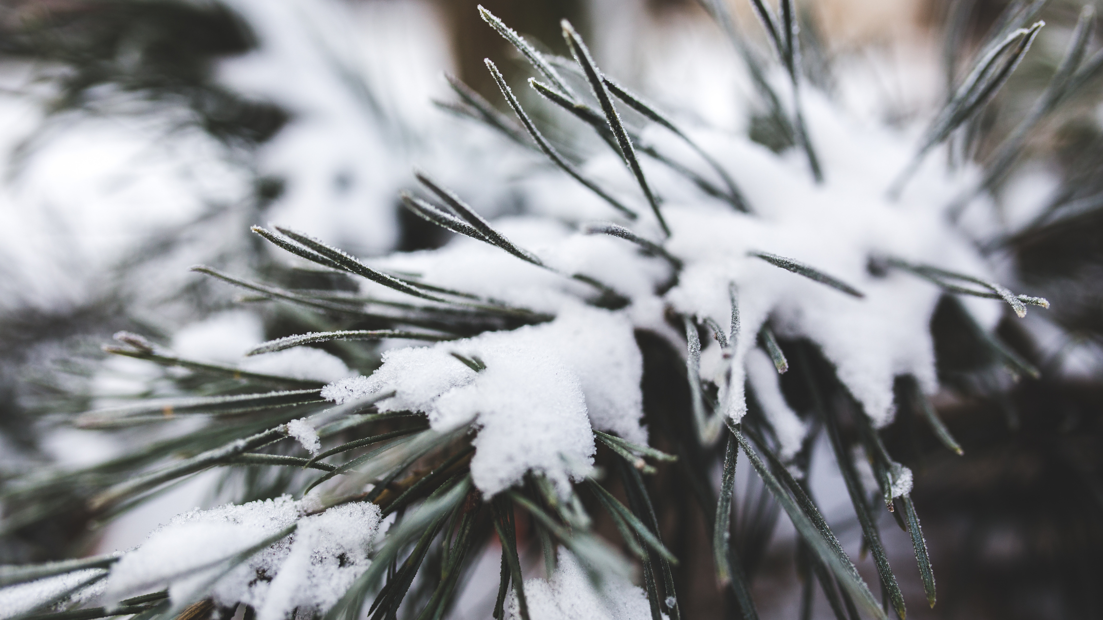 Goals To Help You Flourish: Approaching Your New Year’s Resolution