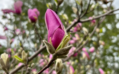 Spring Time Reflections: Your Faith As A Garden