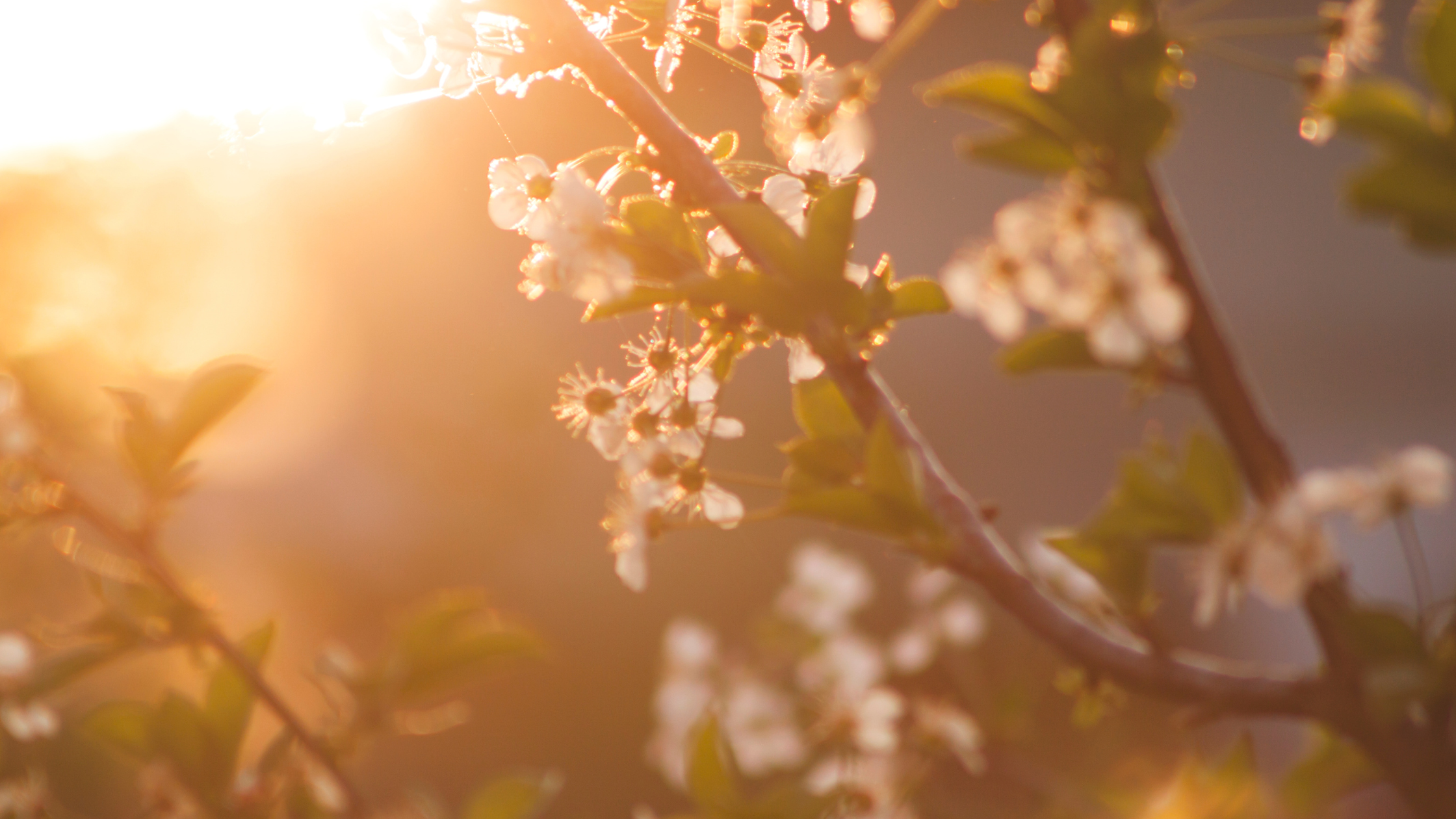 Living the Resurrection: Goal Setting In this New Season
