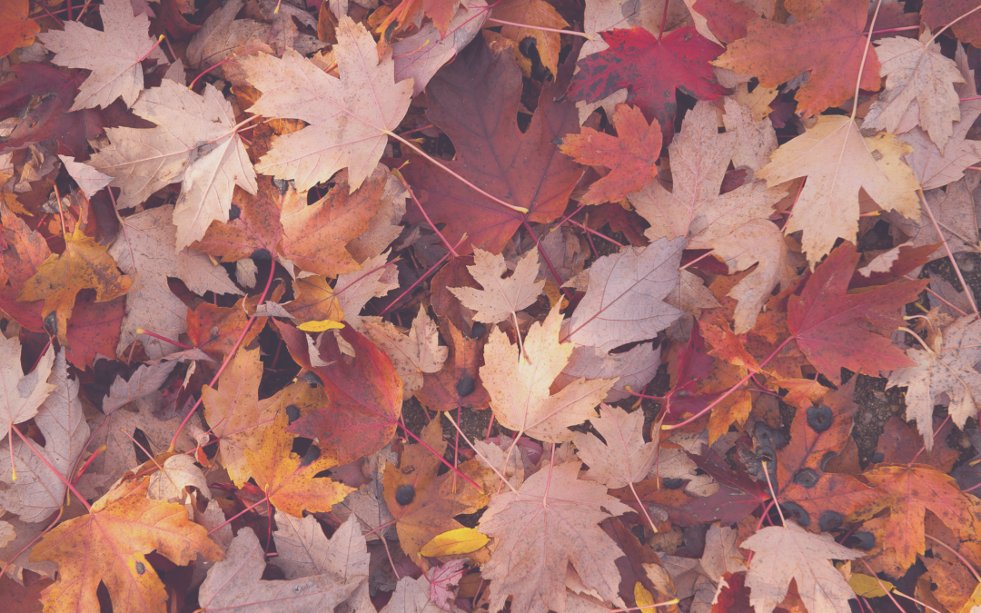 From Falling Leaves to Rising Life